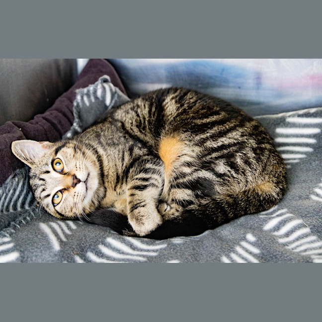 Photo of Princess Rosevale