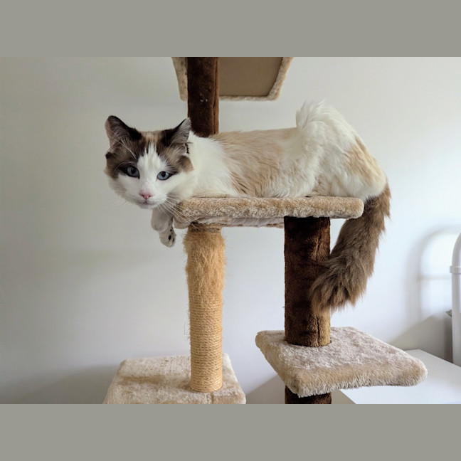 Photo of Tobi