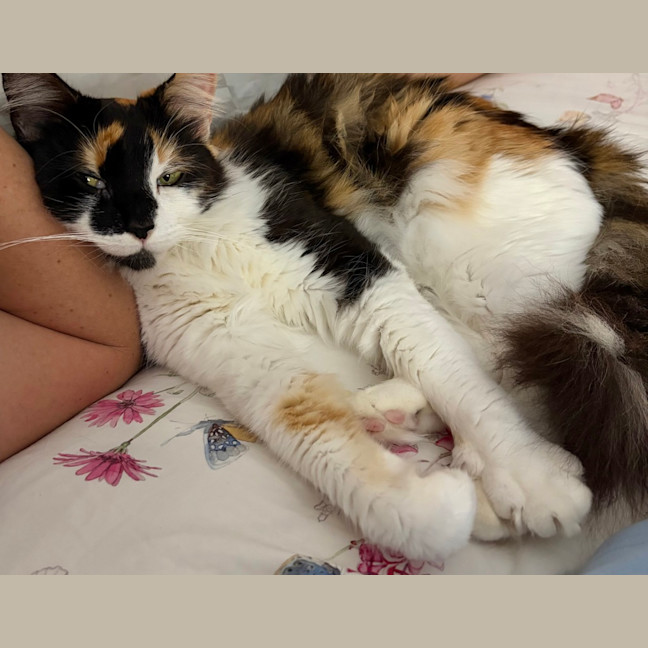Photo of Opal