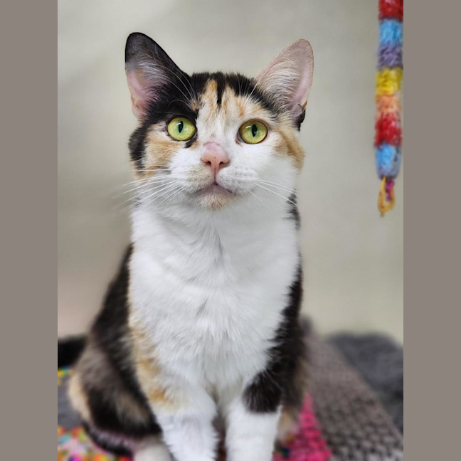 Photo of 🎀 Lucinda 6643 🎀