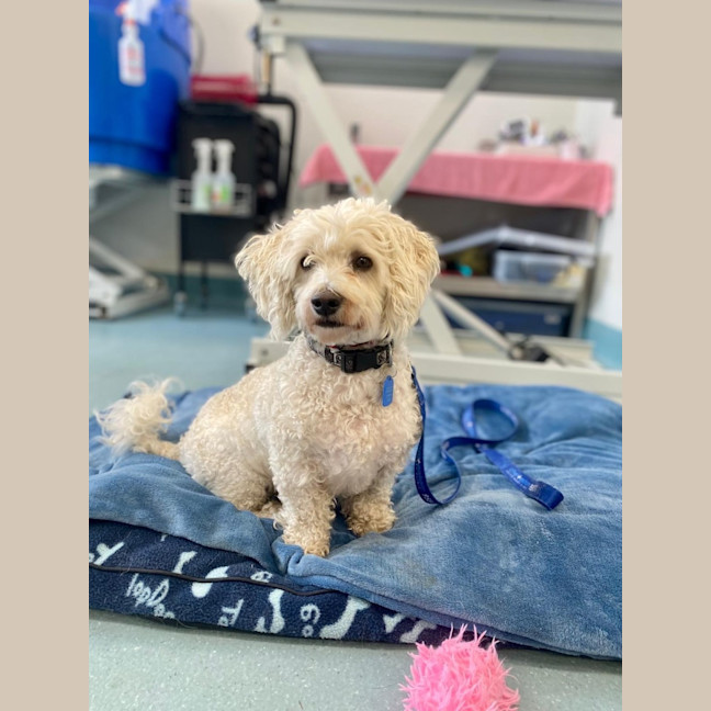 Photo of Bobby