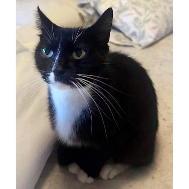 Photo of 11704   Sooty