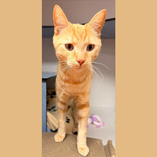 Photo of Cheetoes
