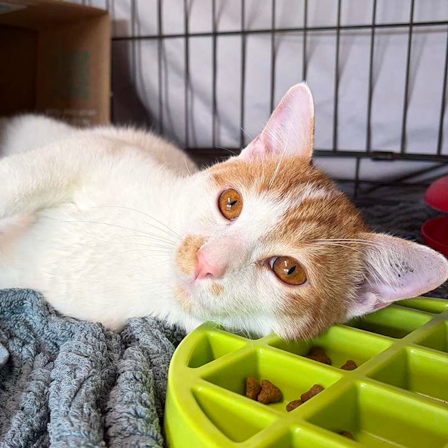 Photo of Jester