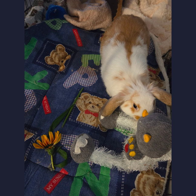 Photo of Giggles