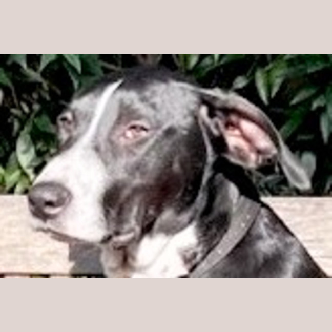 Photo of Cody 😎 8 Month Old Male Mixed Breed