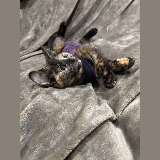 Photo of Marble