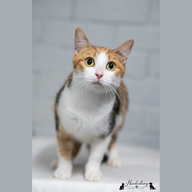 Photo of Domino