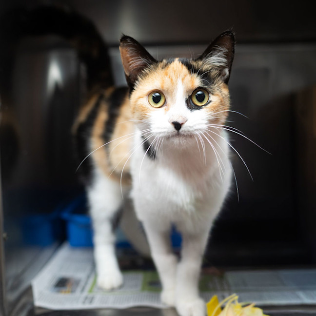 Photo of Petal