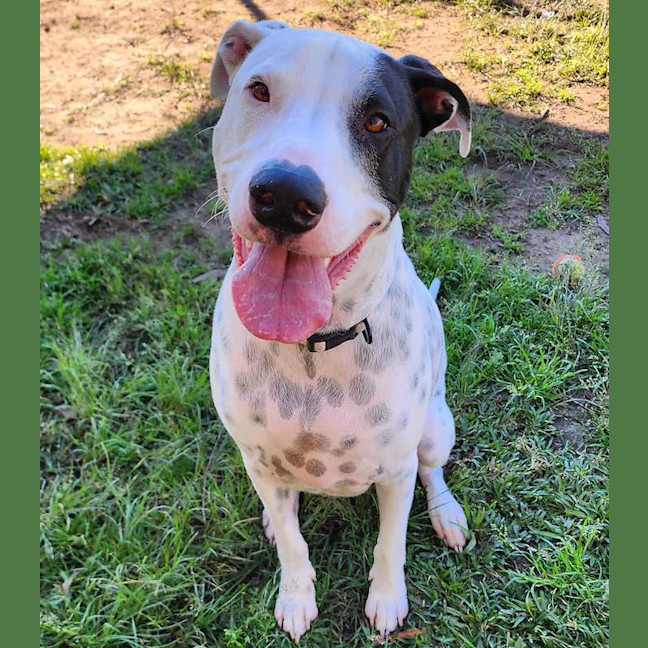 Photo of Louie