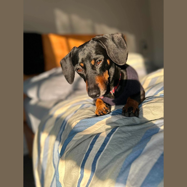 Photo of Ollie