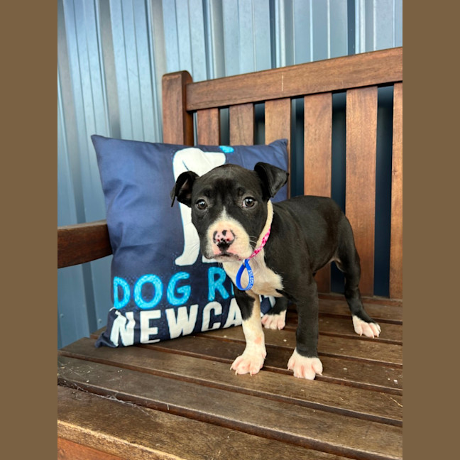 Photo of Willow   12 Week Old Cattle Dog X