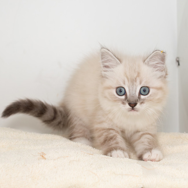 Photo of Burrito