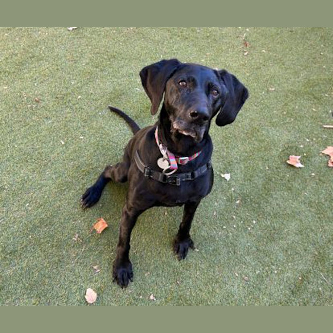 Photo of Olive