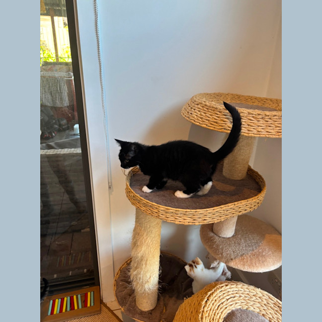 Photo of Pookie Meet Me@Petstock Mornington Nepean Hwy 