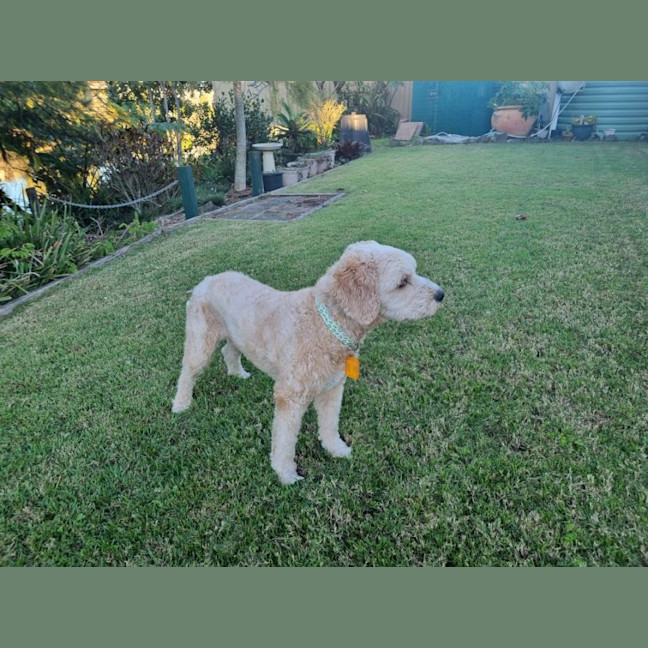 Photo of Soxy 