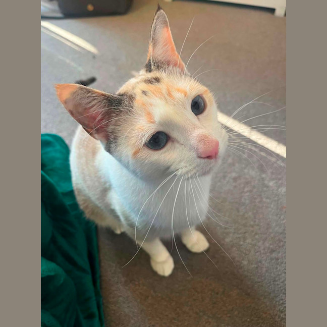 Photo of Daisy 