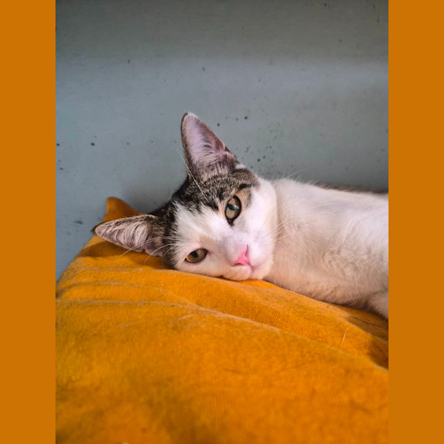 Photo of Whiskers