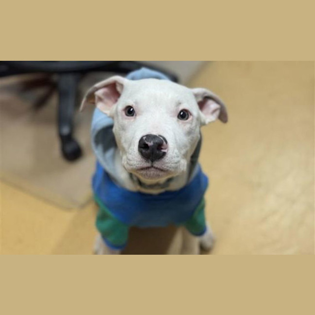Photo of Jax