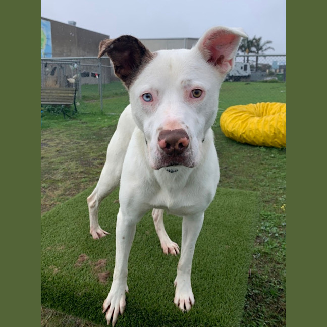 Photo of Buddy (63598)