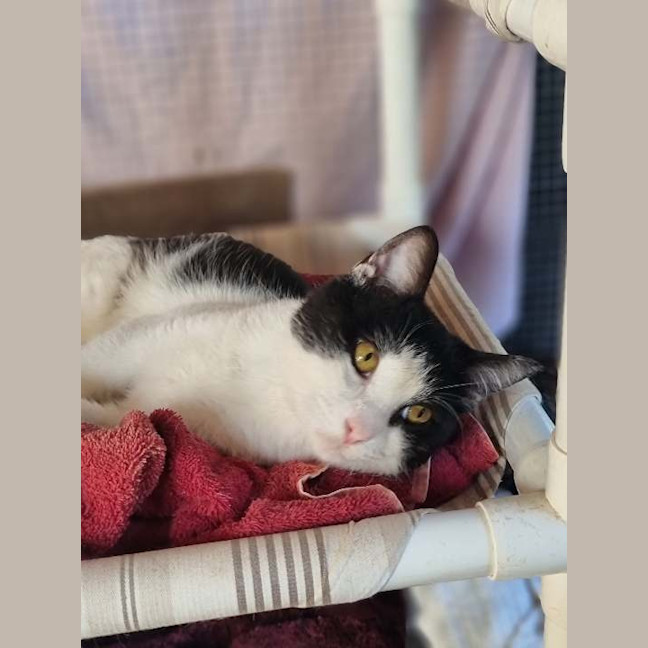 Photo of Sylvester
