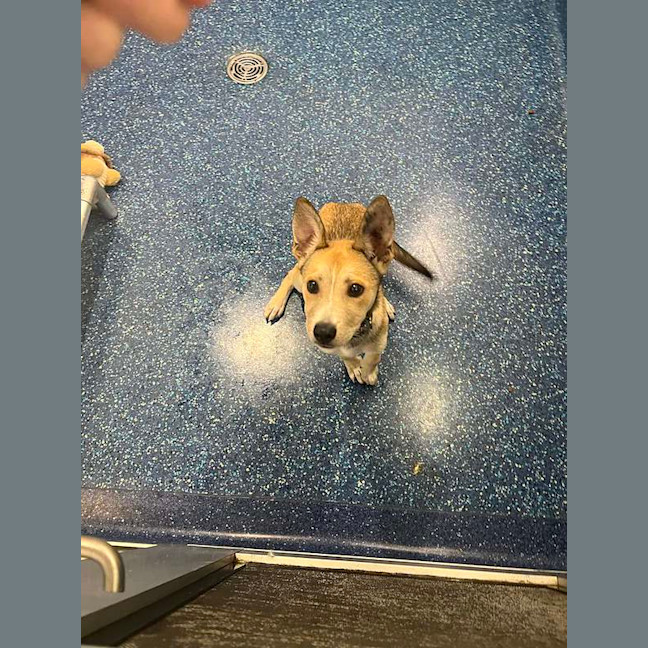 Photo of Baxter
