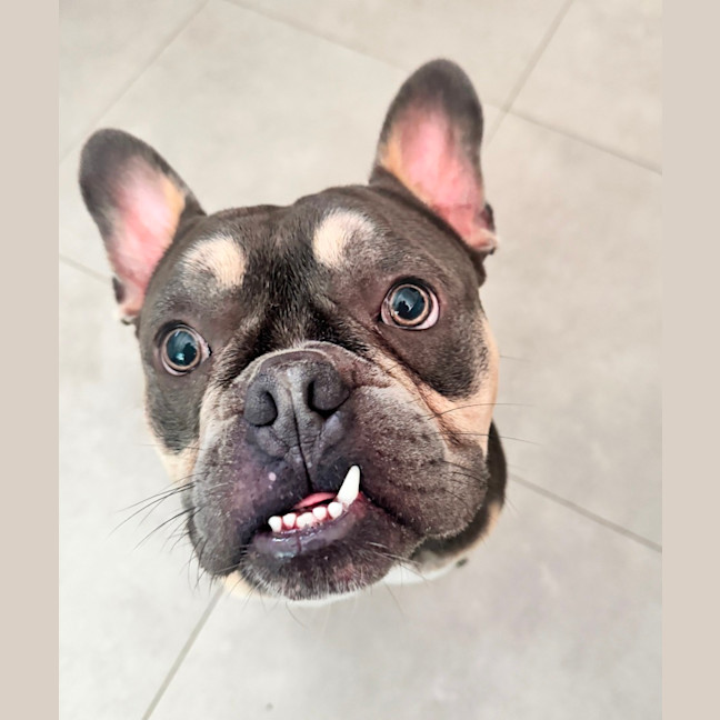 Photo of Nugget   2 Year Old French Bulldog X