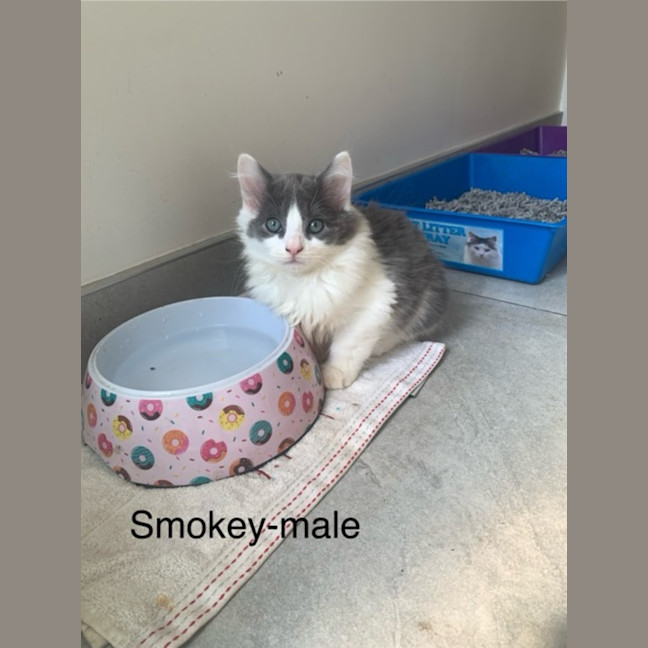 Photo of Smokey Meet Me@Petstock Clyde North Store