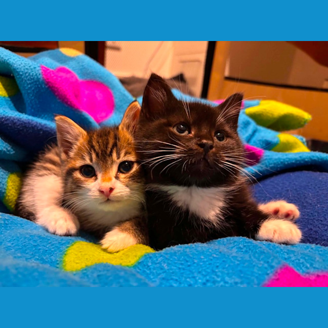 Photo of Boo & Pip