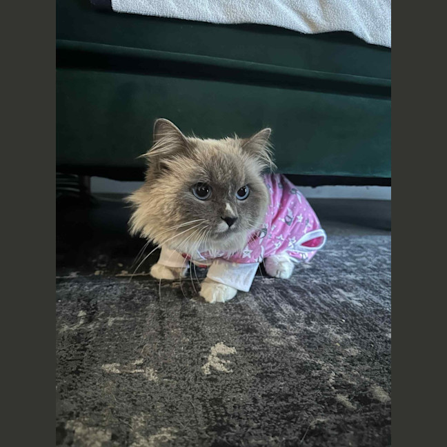 Photo of Beignet
