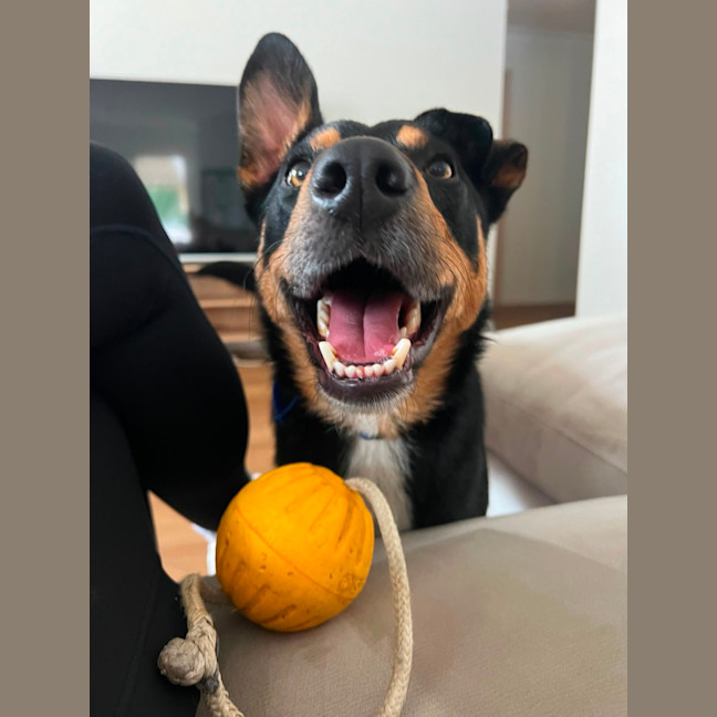 Photo of Draco