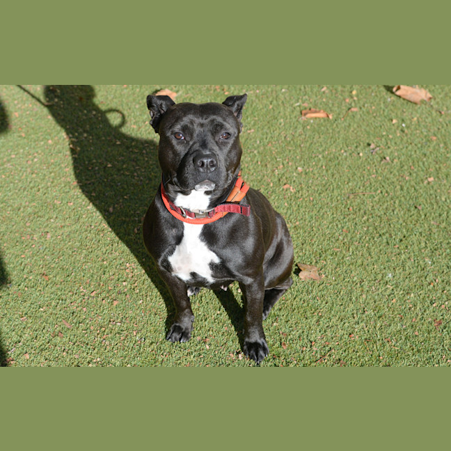 Photo of Pip