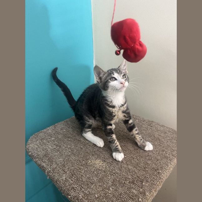 Photo of Cheeto   Now At Pet Quarters Rutherford