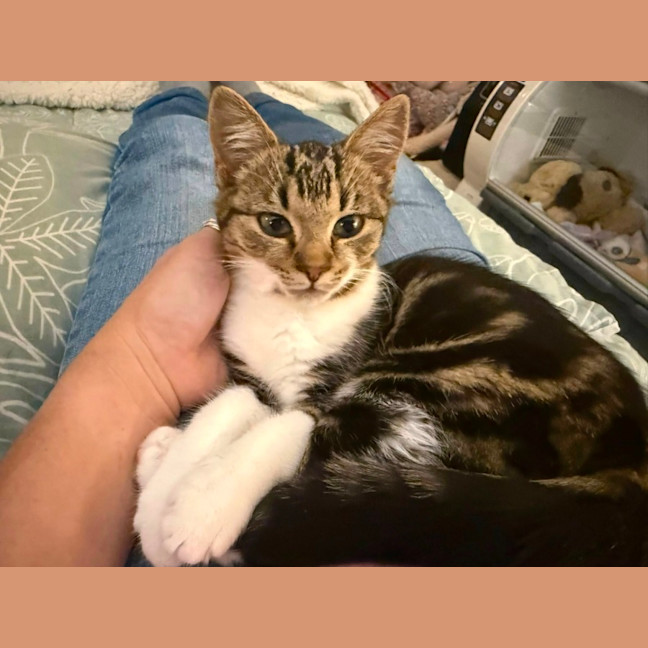 Photo of Frayeno **2nd Chance Cat Rescue**