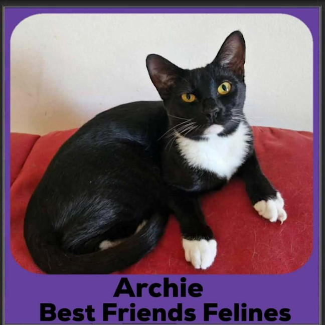 Photo of Archie