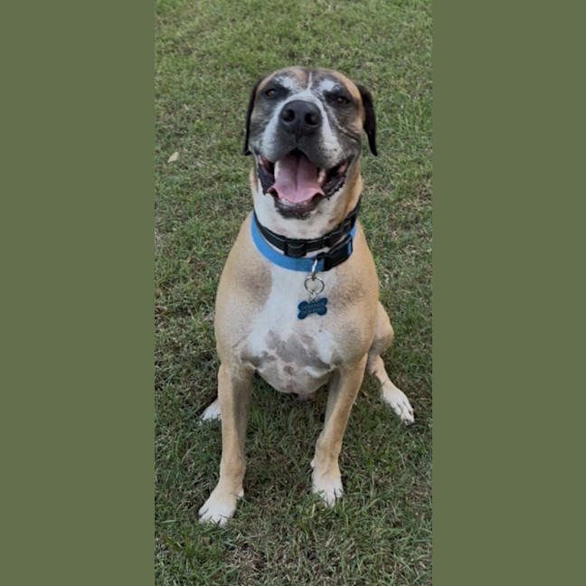 Photo of Duke *$250 Adoption Fee*