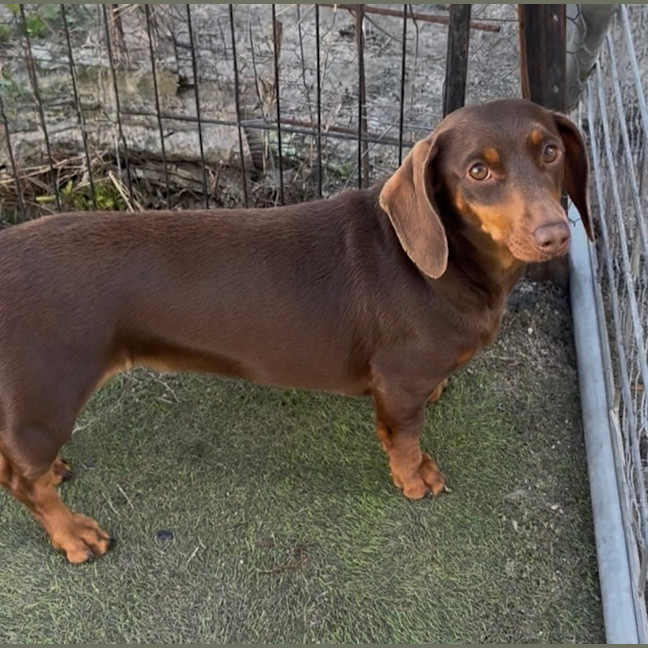 Photo of Ruby