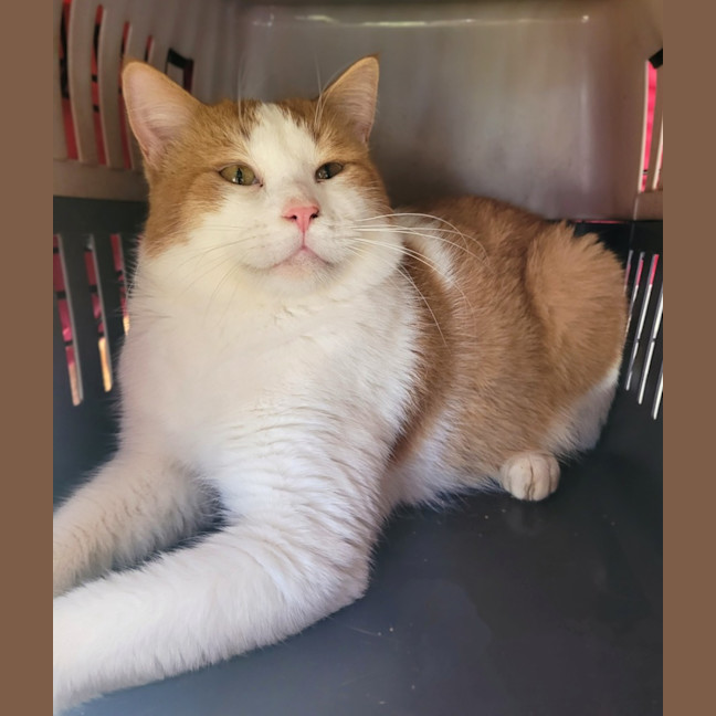 Photo of Thor ⚡️