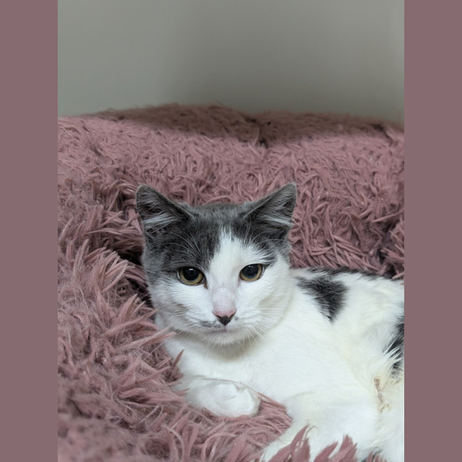 Photo of 💕 Milli 6181 💕