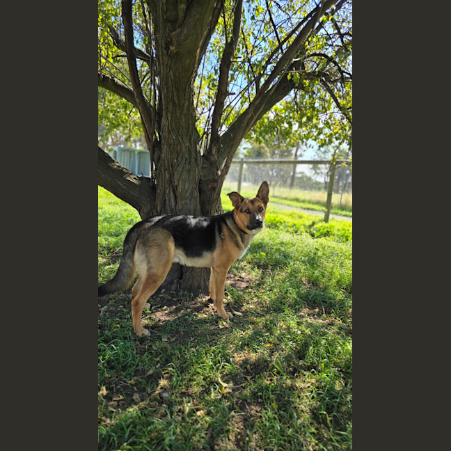 Photo of Cosmo