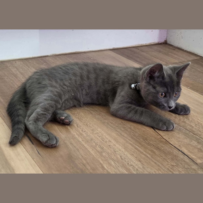 Photo of Potato * 9 Lives Project Rescue*