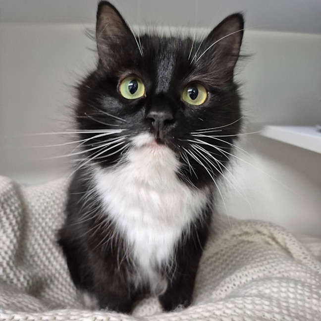 Photo of Luna 