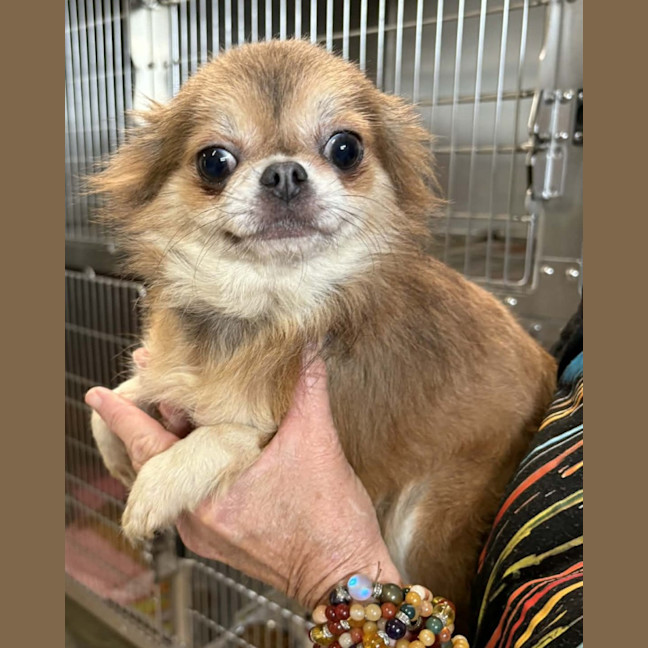 Photo of Ottie