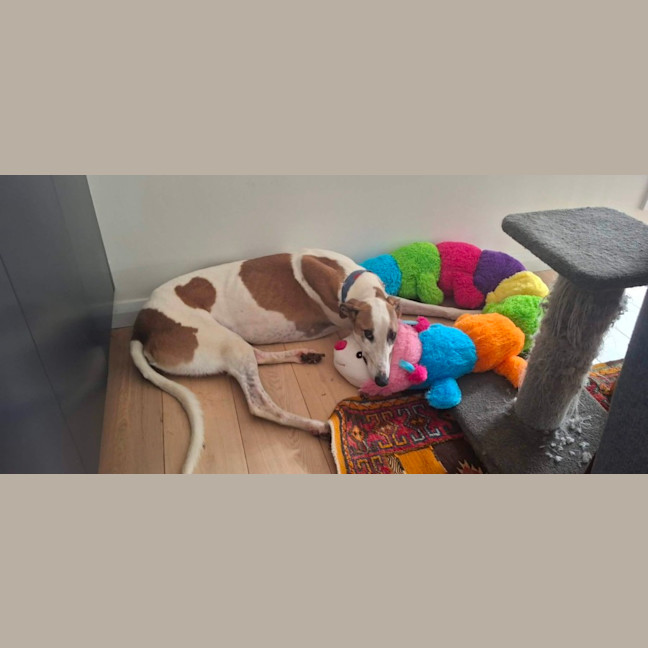 Photo of Banjo, The Greyhound