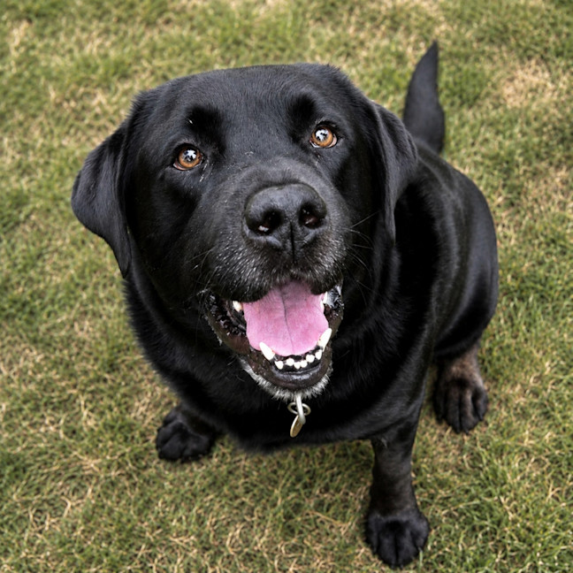 Photo of Scooby