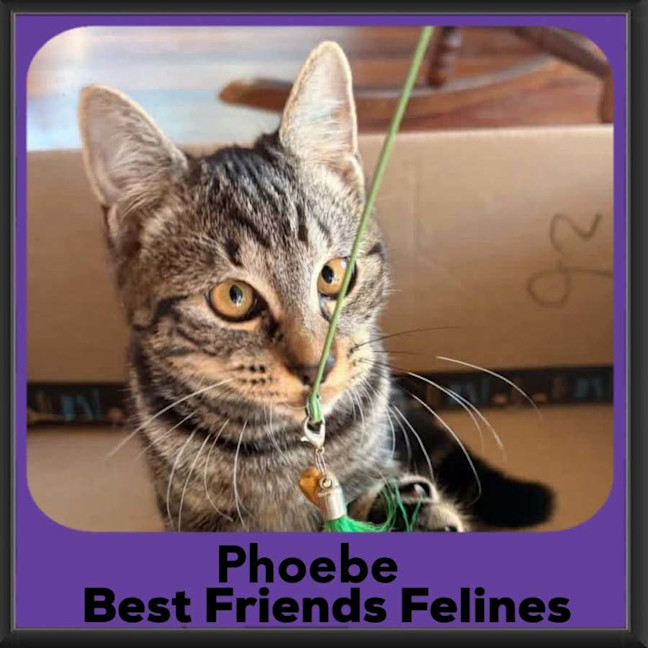 Photo of Phoebe 