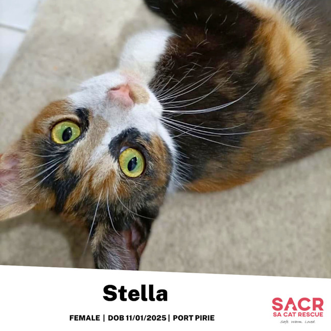 Photo of Stella