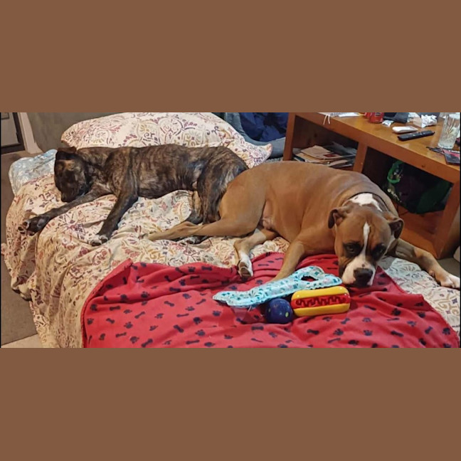 Photo of Mississippi Mud Pie