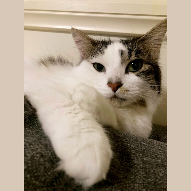 Photo of Luna