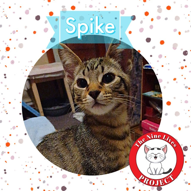 Photo of Spike *9 Lives Project Rescue*